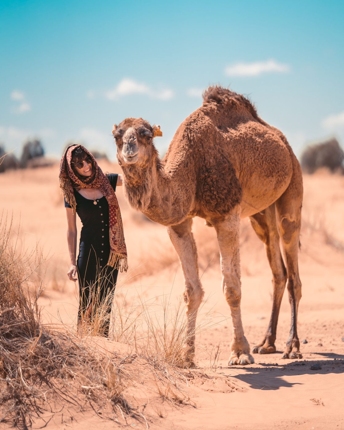 A traveller standing beside a camel in the sunlit dunes of Merzouga